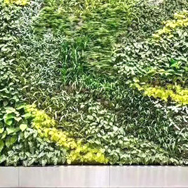 活体绿植墙